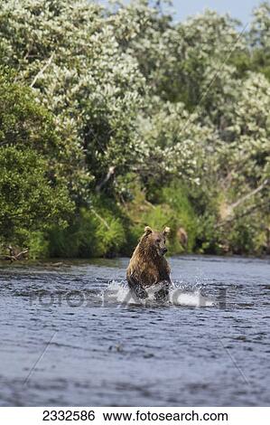 A brown bear (ursus arctos) chases sockeye salmon in a small stream in katmai national park; Alaska united states of america View Large Photo Image Stock Photograph - A brown bear (ursus arctos) chases sockeye salmon in a small stream in katmai national park; Alaska united states of america. Fotosearch