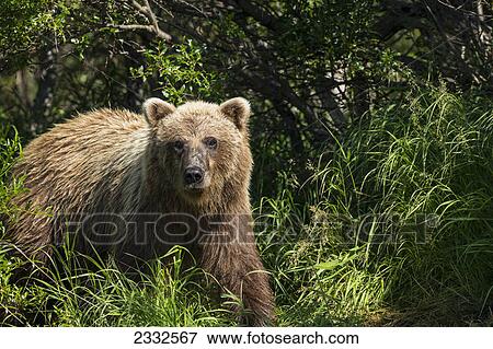 A brown bear (ursus arctos) emerges from the brush along a small stream in katmai national park; Alaska united states of america View Large Photo Image Stock Photo - A brown bear (ursus arctos) emerges from the brush along a small stream in katmai national park; Alaska united states of america. Fotosearch