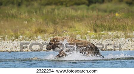 A brown bear (ursus arctos) fishing for salmon in the river; Alaska united states of america View Large Photo Image Picture - A brown bear (ursus arctos) fishing for salmon in the river; Alaska united states of america. Fotosearch