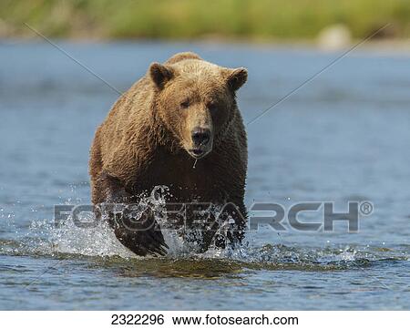 Stock Photograph - A brown bear (ursus arctos) running in the water fishing for salmon; Alaska united states of america. Fotosearch