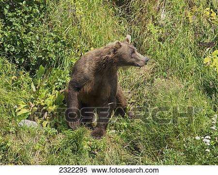 Stock Photography - A brown bear (ursus arctos) sitting in the grass; Alaska united states of america. Fotosearch