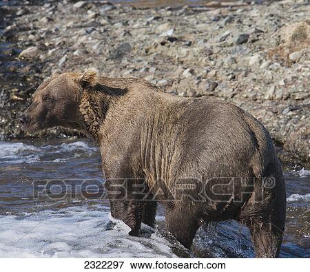 Stock Photo - A brown bear (ursus arctos) standing in the shallow water as it waits to see a salmon; Alaska united states of america. Fotosearch