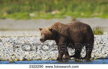 Stock Image - A brown bear (ursus arctos) walking in the shallow water on the edge of a creek; Alaska united states of america. Fotosearch