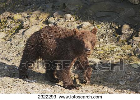 A brown bear (ursus arctos) walking on rocky ground; Alaska united states of america View Large Photo Image Stock Image - A brown bear (ursus arctos) walking on rocky ground; Alaska united states of america. Fotosearch
