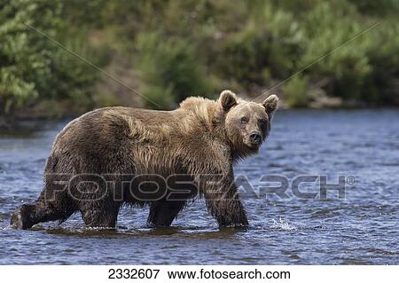 A brown bear (ursus arctos) walks down a shallow stream in katmai national park while fishing for sockeye salmon; Alaska united states of america View Large Photo Image Stock Photo - A brown bear (ursus arctos) walks down a shallow stream in katmai national park while fishing for sockeye salmon; Alaska united states of america. Fotosearch