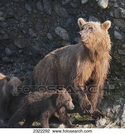 A brown bear (ursus arctos) with it's cubs; Alaska united states of america View Large Photo Image Stock Image - A brown bear (ursus arctos) with it's cubs; Alaska united states of america. Fotosearch