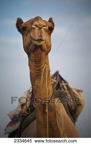 A camel loaded with supplies on it's back; Jaisalmer, India View Large Photo Image Stock Photography - A camel loaded with supplies on it's back; Jaisalmer, India. Fotosearch