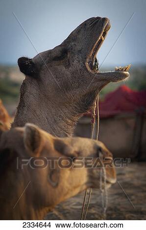 Picture - A camel with it's mouth wide open; Jaisalmer, India. Fotosearch