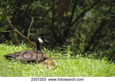 A canada goose (branta canadensis) and her chicks sitting on the grass in great smoky mountains national park; Tennessee united states of america View Large Photo Image Stock Image - A canada goose (branta canadensis) and her chicks sitting on the grass in great smoky mountains national park; Tennessee united states of america. Fotosearch
