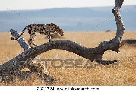 Picture - A Cheetah (Acinonyx Jubatus) On A Tree; Maasai Mara Kenya. Fotosearch