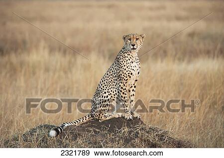 A Cheetah Sits Alert In A Field In The Maasai Mara National Reserve; Maasai Mara Kenya View Large Photo Image Stock Photo - A Cheetah Sits Alert In A Field In The Maasai Mara National Reserve; Maasai Mara Kenya. Fotosearch