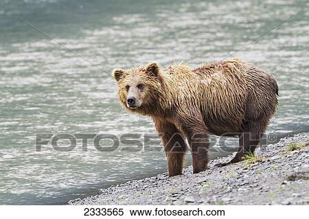 A coastal brown bear sow stands on a gravel beach next to the horn river looking for fish in lake clark national park & preserve chinitna bay; Alaska united states of america View Large Photo Image Stock Photography - A coastal brown bear sow stands on a gravel beach next to the horn river looking for fish in lake clark national park & preserve chinitna bay; Alaska united states of america. Fotosearch