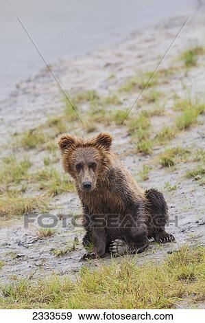 Stock Photo - A coastal brown bear spring cub sits on the bank of horn river at chinitna bay lake clark national park and preserve; Alaska united states of america. Fotosearch