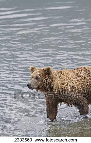 Stock Image - A coastal brown bear stands in the middle of horn river looking for migrating salmon at chinitna bay lake clark national park and preserve; Alaska united states of america. Fotosearch