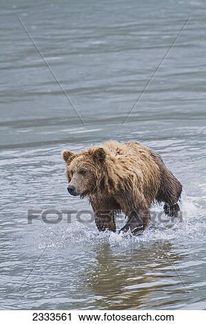 Stock Image - A coastal brown bear stands in the middle of horn river looking for migrating salmon at chinitna bay lake clark national park and preserve; Alaska united states of america. Fotosearch