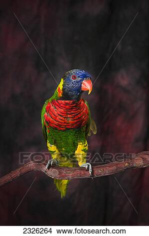 Picture - A colourful lorikeet parrot; St. albert alberta canada. Fotosearch