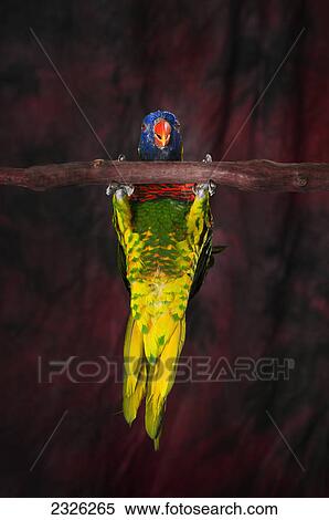 A colourful lorikeet parrot; St. albert alberta canada View Large Photo Image Stock Photography - A colourful lorikeet parrot; St. albert alberta canada. Fotosearch