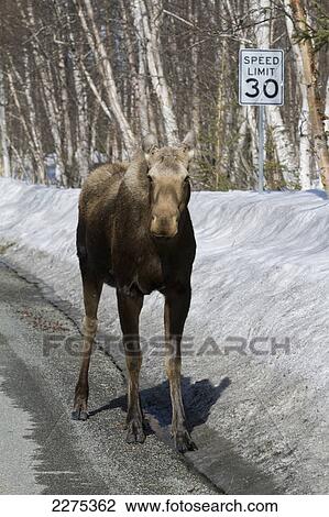 Stock Image - A cow moose walks down a road with a Speed Limit 30 sign behind her, Anchorage, Southcentral Alaska, Spring. Fotosearch