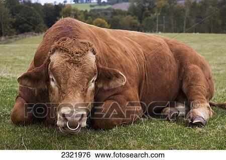 A Cow With A Nose Ring Laying Down In A Field; Alnwick Northumberland England View Large Photo Image Stock Photograph - A Cow With A Nose Ring Laying Down In A Field; Alnwick Northumberland England. Fotosearch
