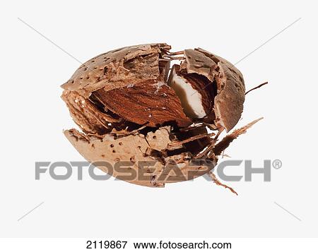 A cracked almond and shell on a white background View Large Photo Image Stock Photo - A cracked almond and shell on a white background. Fotosearch