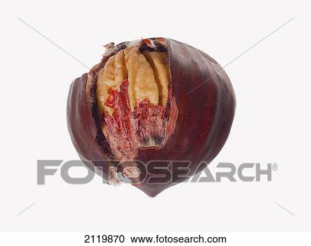 Stock Image - A cracked hazelnut and shell on a white background. Fotosearch