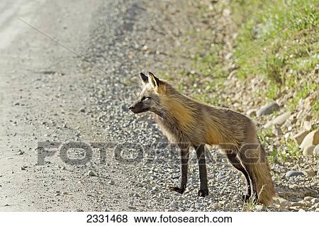 A cross fox shows it's profile view at denali national park; Alaska united states of america View Large Photo Image Stock Photo - A cross fox shows it's profile view at denali national park; Alaska united states of america. Fotosearch