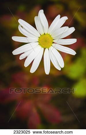 Stock Photography - A daisy with fall colors in the background; British columbia canada. Fotosearch