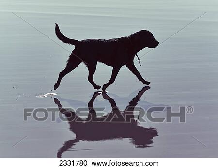 A dog walking on shallow water along a beach; Tarifa cadiz andalusia spain View Large Photo Image Stock Image - A dog walking on shallow water along a beach; Tarifa cadiz andalusia spain. Fotosearch