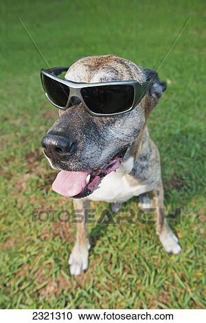 A Dog Wearing Sunglasses; Malaga Andalusia Spain View Large Photo Image Stock Image - A Dog Wearing Sunglasses; Malaga Andalusia Spain. Fotosearch