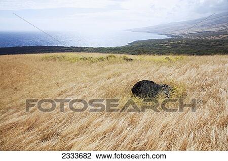 Stock Image - A dramatic view of dry grasses and coastline; Kaupo, Maui, Hawaii, United States of America. Fotosearch