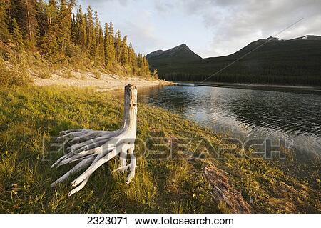 Stock Image - A driftwood stump on the shore of medicine lake jasper national park; Alberta canada. Fotosearch