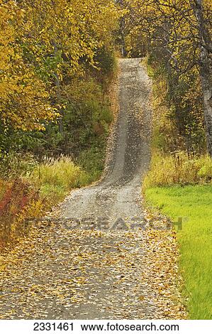 A fall path hidden away off of butte road; Palmer alaska united states of america View Large Photo Image Stock Image - A fall path hidden away off of butte road; Palmer alaska united states of america. Fotosearch