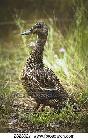 Stock Photo - A female mallard duck poses on the shore; British columbia canada. Fotosearch