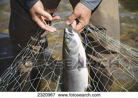 A Fisherman Pulls Red (Sockeye) Salmon (Oncorhynchus Nerka) From A Net At A Fish Camp On Six Mile Lake Near Nondalton Adjacent To Lake Clark National Park And Preserve; Alaska United States Of America View Large Photo Image Stock Photo - A Fisherman Pulls Red (Sockeye) Salmon (Oncorhynchus Nerka) From A Net At A Fish Camp On Six Mile Lake Near Nondalton Adjacent To Lake Clark National Park And Preserve; Alaska United States Of America. Fotosearch