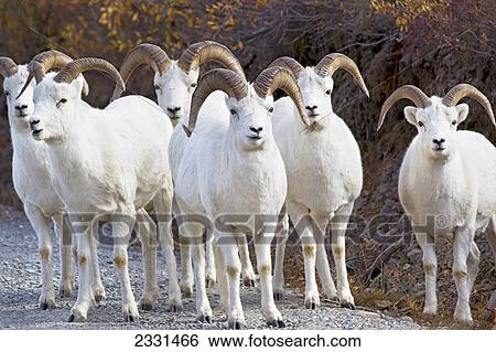 Stock Photograph - A flock of dall sheep (ovis dalli) at denali national park in autumn; Alaska united states of america. Fotosearch