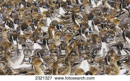 A Flock Of Northern Pintails (Anas Acuta) Congregates While Snow Falls In Winter; Iwate Prefecture Japan View Large Photo Image Stock Photo - A Flock Of Northern Pintails (Anas Acuta) Congregates While Snow Falls In Winter; Iwate Prefecture Japan. Fotosearch