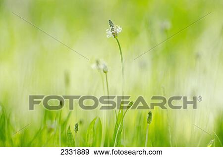 A flower growing in the grass; Locarno ticino switzerland View Large Photo Image Stock Photo - A flower growing in the grass; Locarno ticino switzerland. Fotosearch