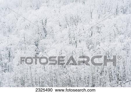 Stock Image - A forest covered in snow; Ohio united states of america. Fotosearch