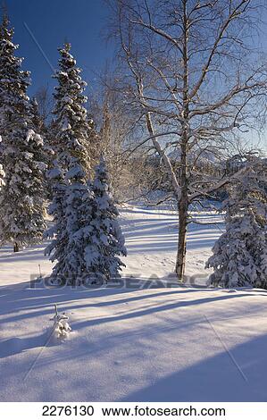 A fresh blanket of snow coats the spruce forest behind the anchorage golf course with chugach mountains in winter; Anchorage alaska united states of america View Large Photo Image Stock Image - A fresh blanket of snow coats the spruce forest behind the anchorage golf course with chugach mountains in winter; Anchorage alaska united states of america. Fotosearch