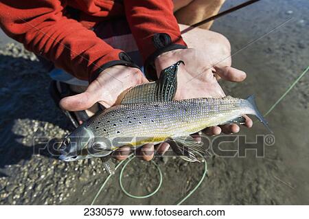 Stock Photo - A fresh grayling fish caught by fly fishing in the noatak river and brooks range gates of the arctic national park northwestern alaska; Alaska united states of america. Fotosearch
