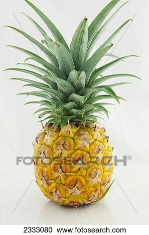 A fresh pineapple on a white background; Hawaii united states of america View Large Photo Image Stock Image - A fresh pineapple on a white background; Hawaii united states of america. Fotosearch