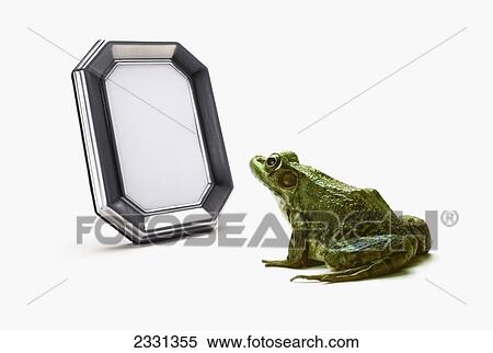 A frog looking into a mirror; British columbia canada View Large Photo Image Stock Photography - A frog looking into a mirror; British columbia canada. Fotosearch