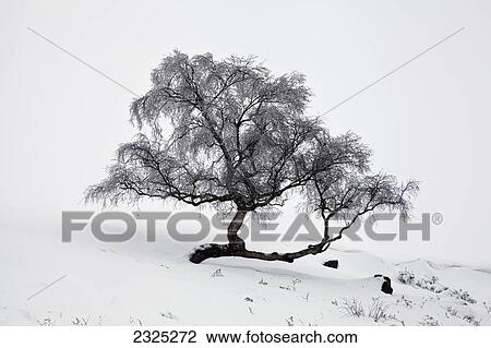 Stock Image - A frosty tree in the snow; Longshaw derbyshire england. Fotosearch