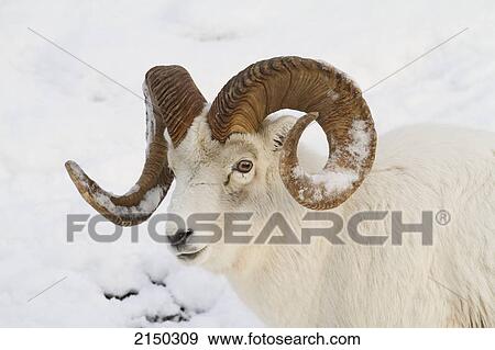 Stock Photo - A Full-Curl Dall Sheep Ram With Snow On Its Horns Roams Thru The Deep Snow Of The Chugach Mountains, Southcentral Alaska, Winter. Fotosearch