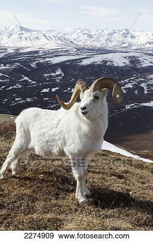 Stock Photo - A full-curl ram in Denali National Park & Preserve, Interior Alaska, Spring. Fotosearch
