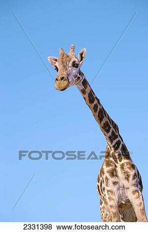Stock Photo - A giraffe against a blue sky; Africa. Fotosearch