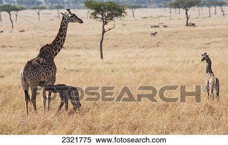 A Giraffe (Giraffa Camelopardalis) With It's Young In Maasai Mara National Reserve; Maasai Mara Kenya View Large Photo Image Stock Photography - A Giraffe (Giraffa Camelopardalis) With It's Young In Maasai Mara National Reserve; Maasai Mara Kenya. Fotosearch