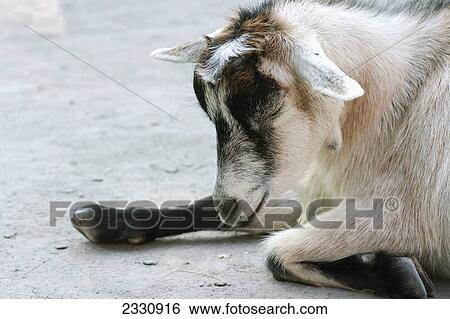 A goat at the granby zoo; Granby quebec canada View Large Photo Image Stock Photograph - A goat at the granby zoo; Granby quebec canada. Fotosearch