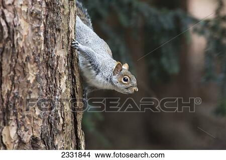 A grey squirrel making it's way down a tree trunk; Middlesborough teeside england View Large Photo Image Picture - A grey squirrel making it's way down a tree trunk; Middlesborough teeside england. Fotosearch