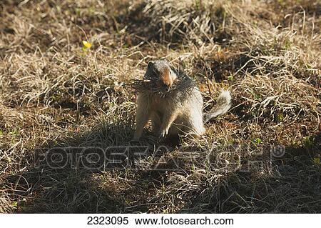Stock Photography - A ground squirrel collecting dry grass for a nest; Kananaskis alberta canada. Fotosearch